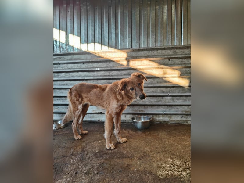 Gisele, Hündin, *ca. 14.01.2025, ca. mittelgroß, (noch) unsicher, neugierig, sensibel