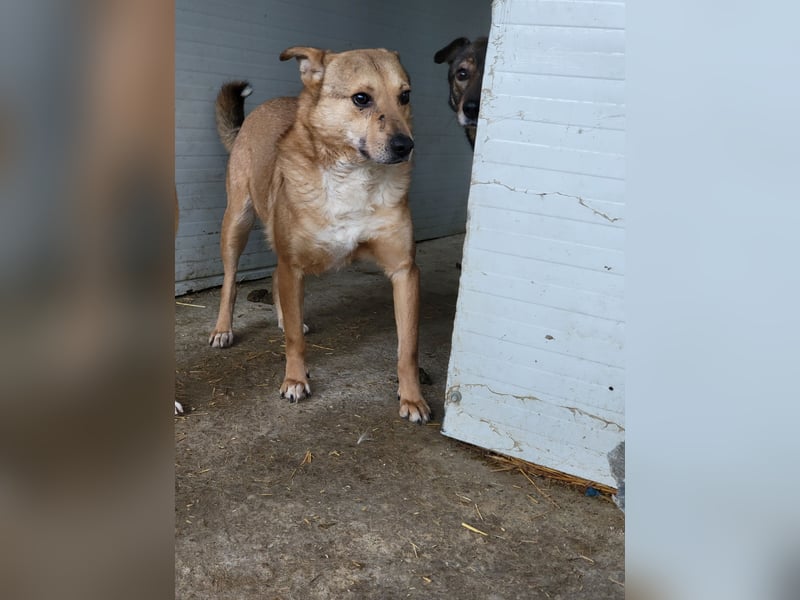 Ryzhik , ca 8 Jahre, aus dem Ukrainekrieg gerettet, SH ca. 53 cm, schüchtern, neugierig, schreckhaf