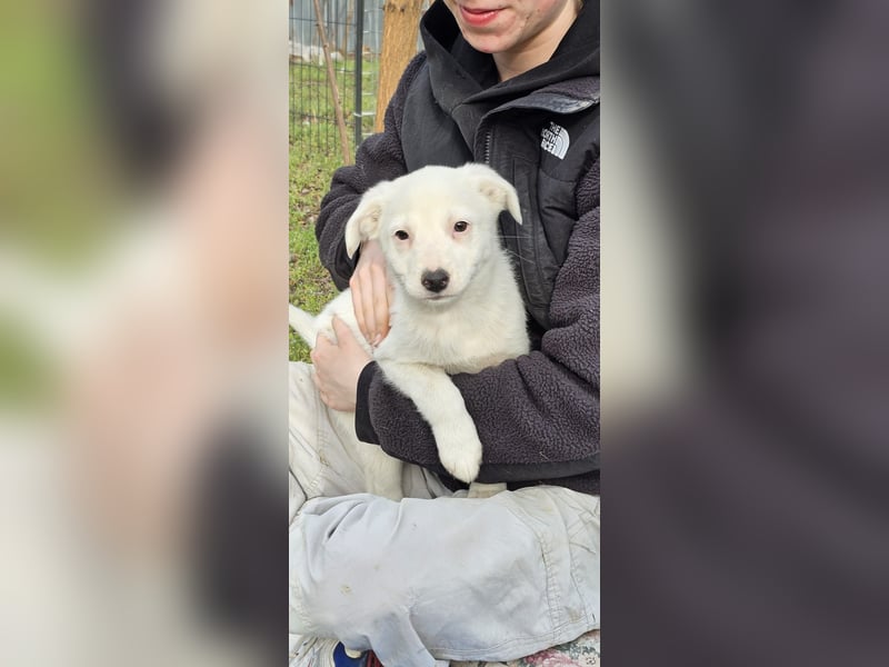 Ines, Mädel ,3 Monate, aktuelle Große bitte abfragen