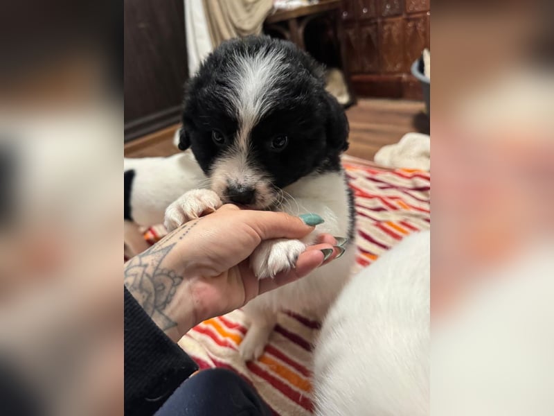 Ismael, Bub,  3 Monate, aktuelle Größe nachfragen