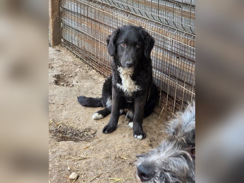 Dotty, 8m,  Mädel, groß werden, freundlich, anfangs schüchtern, neugierig, sozial