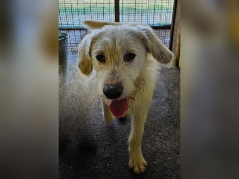 Gipsy, 2-jähriger Bub, verspielt , sozial