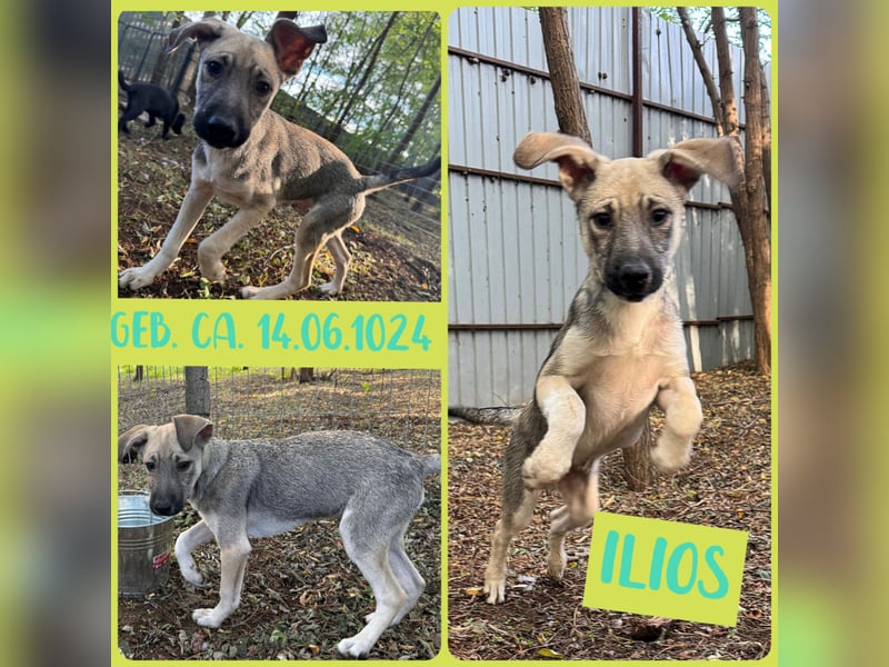 Ilios , Hundebub, *ca.14.6.2024, aktuelle Größe bitte abfragen