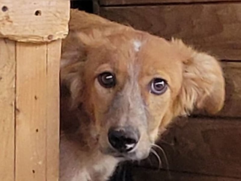 Gisele, Hündin, *ca. 14.01.2025, ca. mittelgroß, (noch) unsicher, neugierig, sensibel