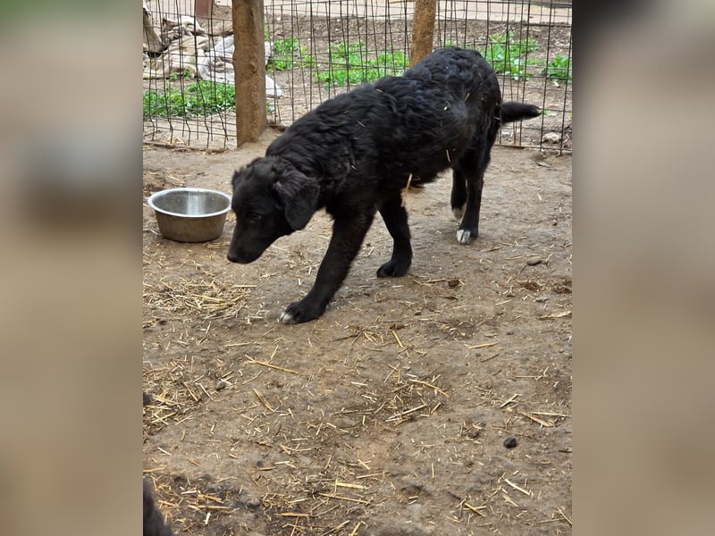 Dotty, 8m,  Mädel, groß werden, freundlich, anfangs schüchtern, neugierig, sozial