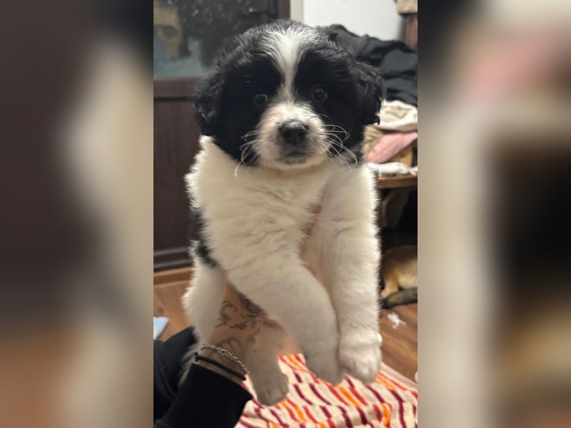 Ismael, Bub,  3 Monate, aktuelle Größe nachfragen