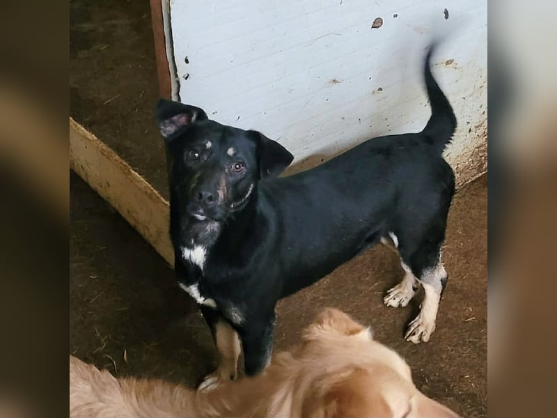 Madog, Bub, 10 Monate, sehr ängstlich, freundlich, braucht geduldige Menschen