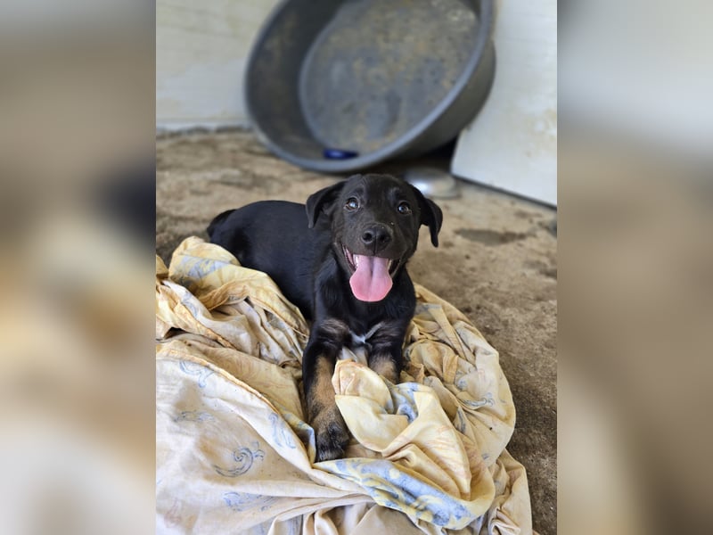 Jagger, 1 j2m alter Bub, aktuelle Größe erfragen , offen, zugänglich, verschmust, verspielt