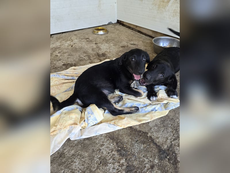 Jagger, 1 j2m alter Bub, aktuelle Größe erfragen , offen, zugänglich, verschmust, verspielt