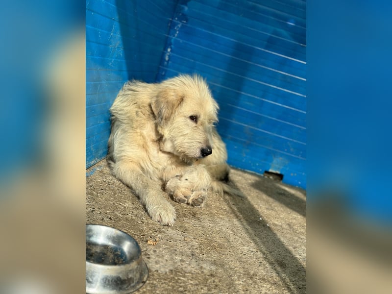 Rusty,  4jähriger Rüde, ängstlich, ruhig, vorsichtig, sozial, groß