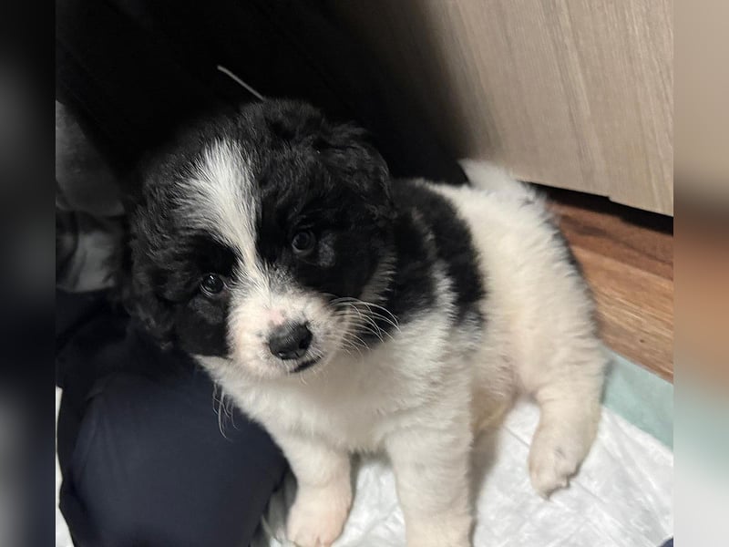 Ismael, Bub,  3 Monate, aktuelle Größe nachfragen