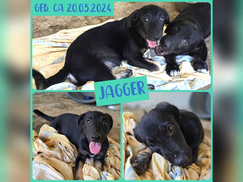 Jagger, 1 j2m alter Bub, aktuelle Größe erfragen , offen, zugänglich, verschmust, verspielt