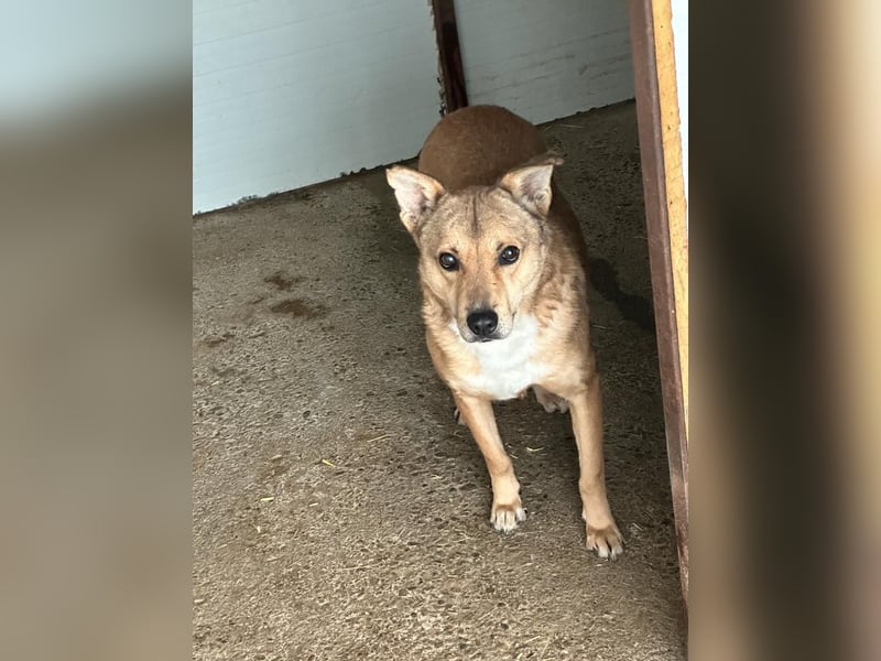 Ryzhik , ca 8 Jahre, aus dem Ukrainekrieg gerettet, SH ca. 53 cm, schüchtern, neugierig, schreckhaf