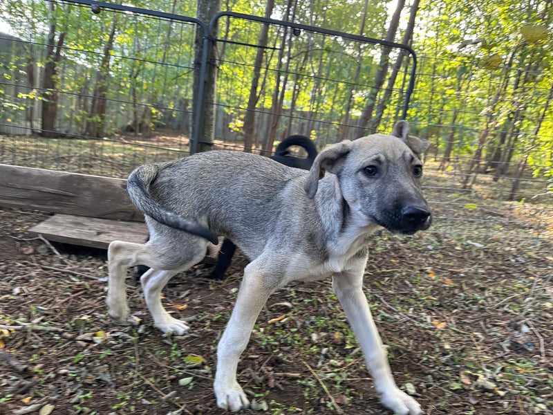 Ilios , Hundebub, *ca.14.6.2024, aktuelle Größe bitte abfragen