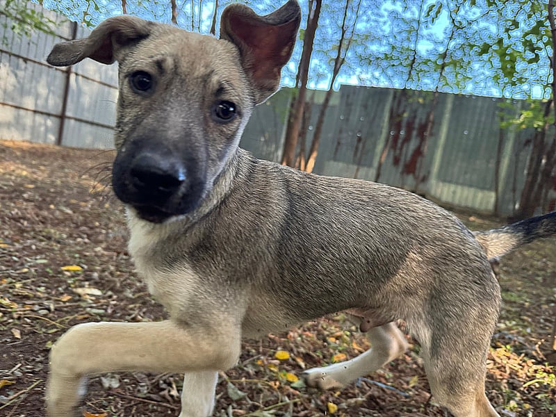 Ilios , Hundebub, *ca.14.6.2024, aktuelle Größe bitte abfragen