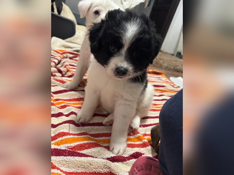 Ismael, Bub,  3 Monate, aktuelle Größe nachfragen