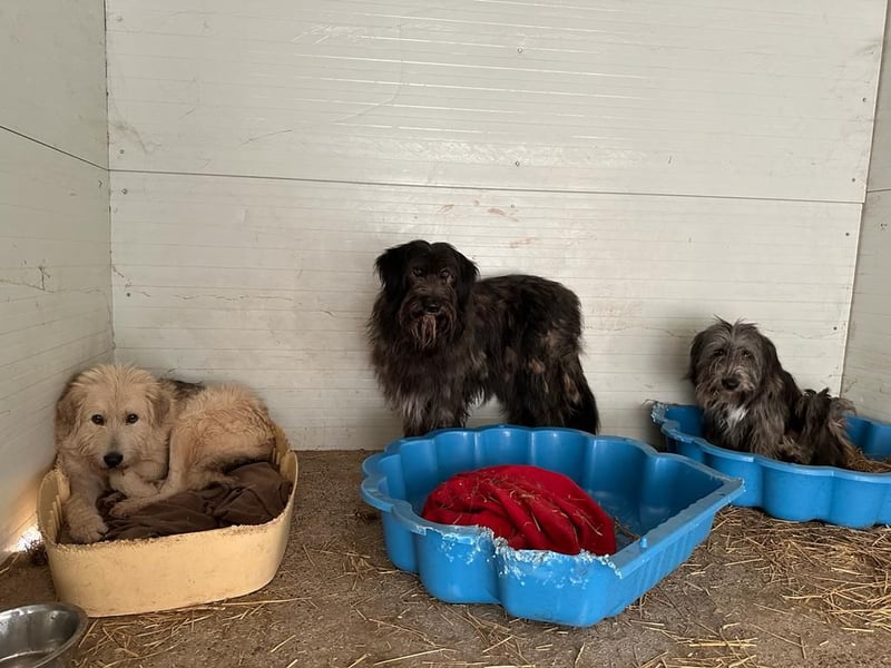 Rusty,  4jähriger Rüde, ängstlich, ruhig, vorsichtig, sozial, groß