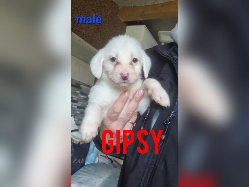 Gipsy, 2-jähriger Bub, verspielt , sozial