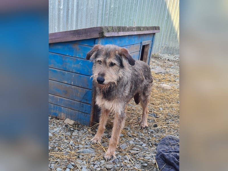 Struppi, Rüde, *ca. 20.05.2018, SH ca. mittelgroß – groß, ängstlich, vorsichtig, lieb