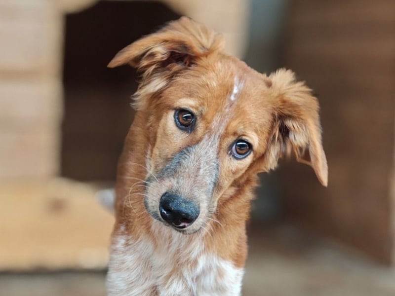 Gisele, Hündin, *ca. 14.01.2025, ca. mittelgroß, (noch) unsicher, neugierig, sensibel