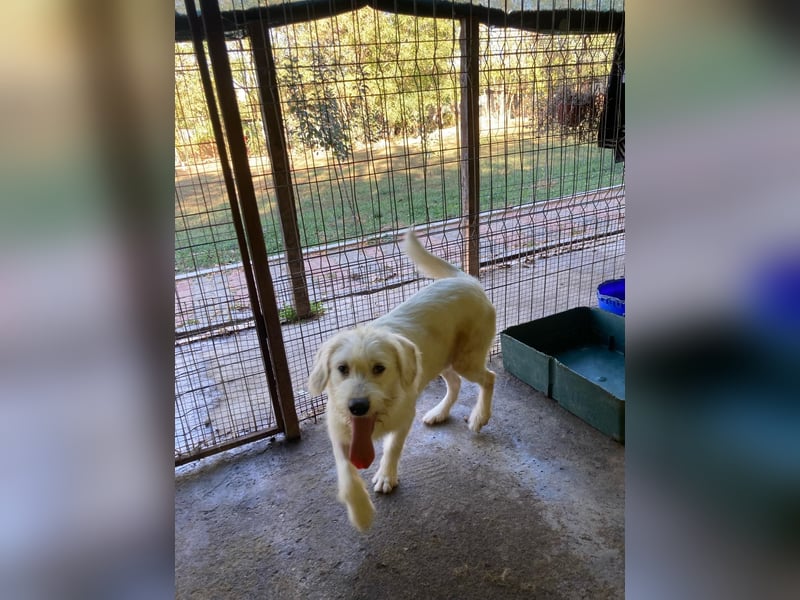 Gipsy, 2-jähriger Bub, verspielt , sozial