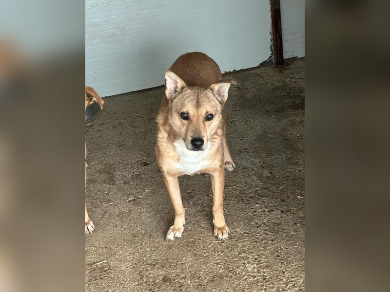 Ryzhik , ca 8 Jahre, aus dem Ukrainekrieg gerettet, SH ca. 53 cm, schüchtern, neugierig, schreckhaf