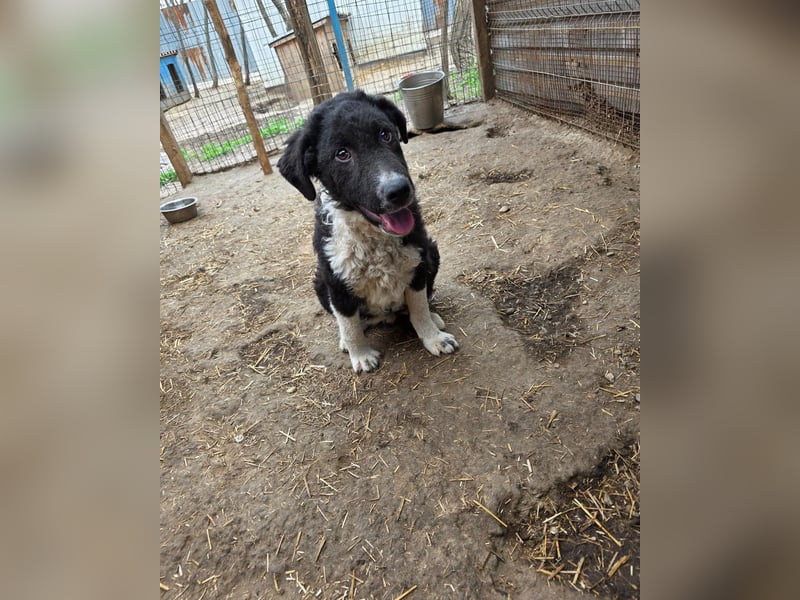 Doc, Bub, 6 Monate, groß werdend, aufgeschlossen, verspielt, aktiv, lernfreudig