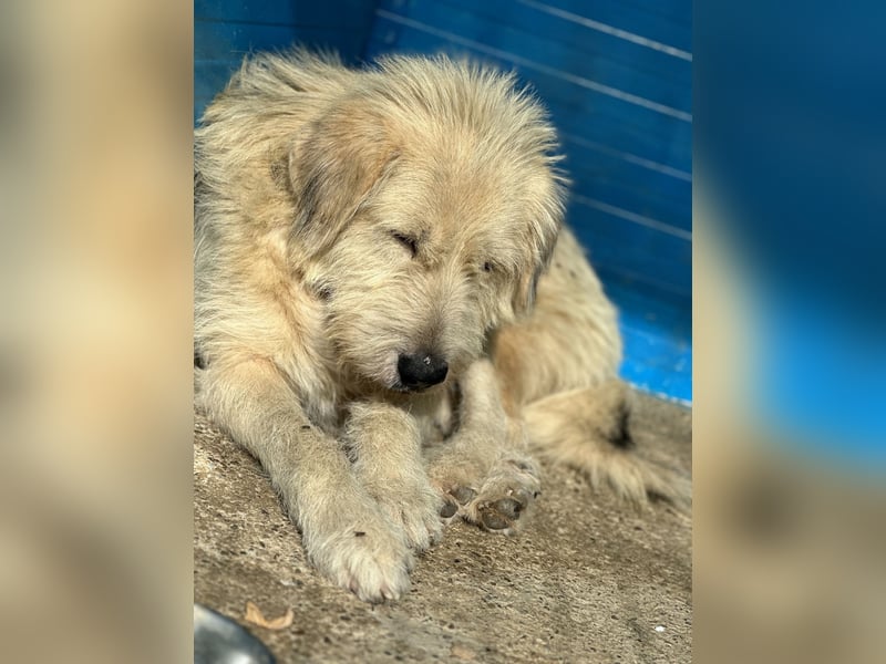 Rusty,  4jähriger Rüde, ängstlich, ruhig, vorsichtig, sozial, groß