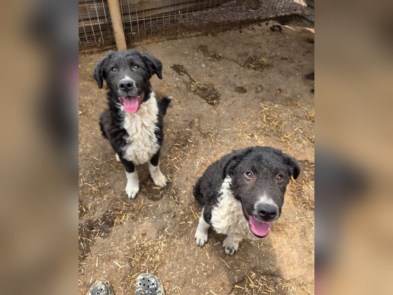 Doc, Bub, 6 Monate, groß werdend, aufgeschlossen, verspielt, aktiv, lernfreudig