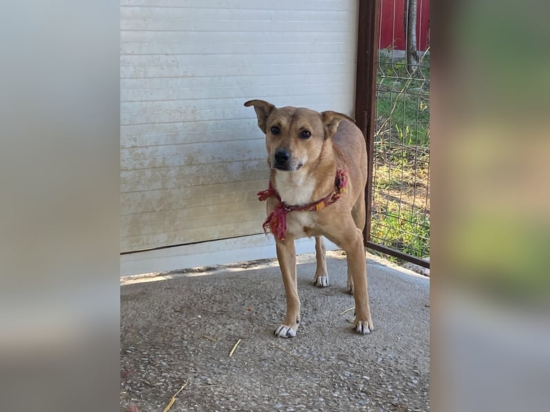 Ryzhik , ca 8 Jahre, aus dem Ukrainekrieg gerettet, SH ca. 53 cm, schüchtern, neugierig, schreckhaf