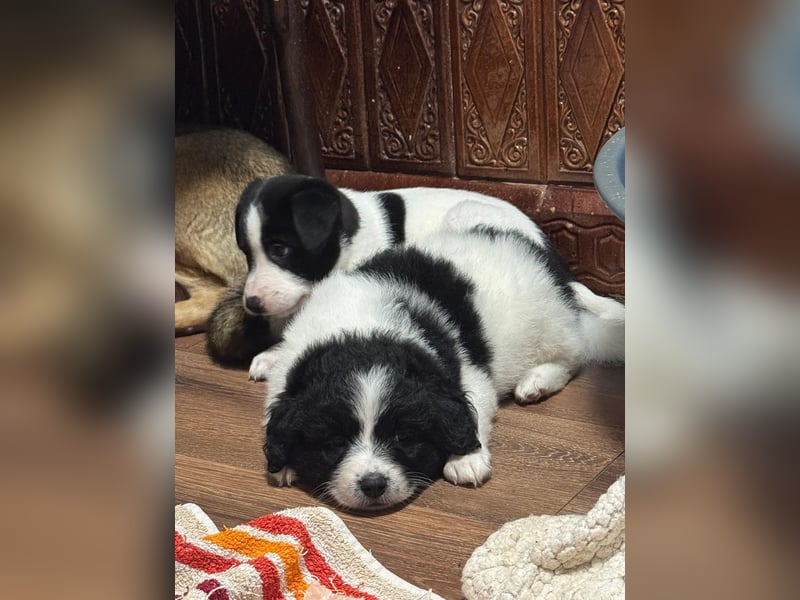 Ismael, Bub,  3 Monate, aktuelle Größe nachfragen