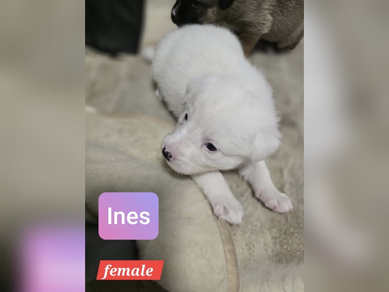 Ines, Mädel ,3 Monate, aktuelle Große bitte abfragen