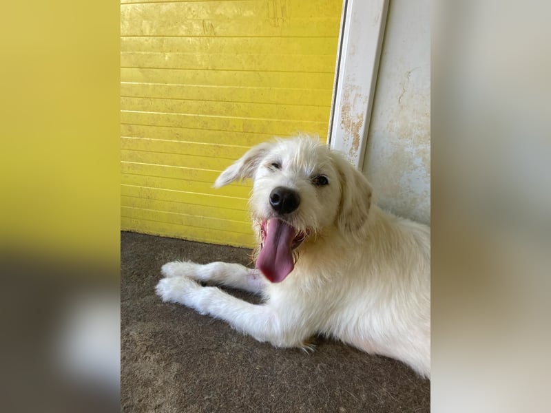 Gipsy, 2-jähriger Bub, verspielt , sozial