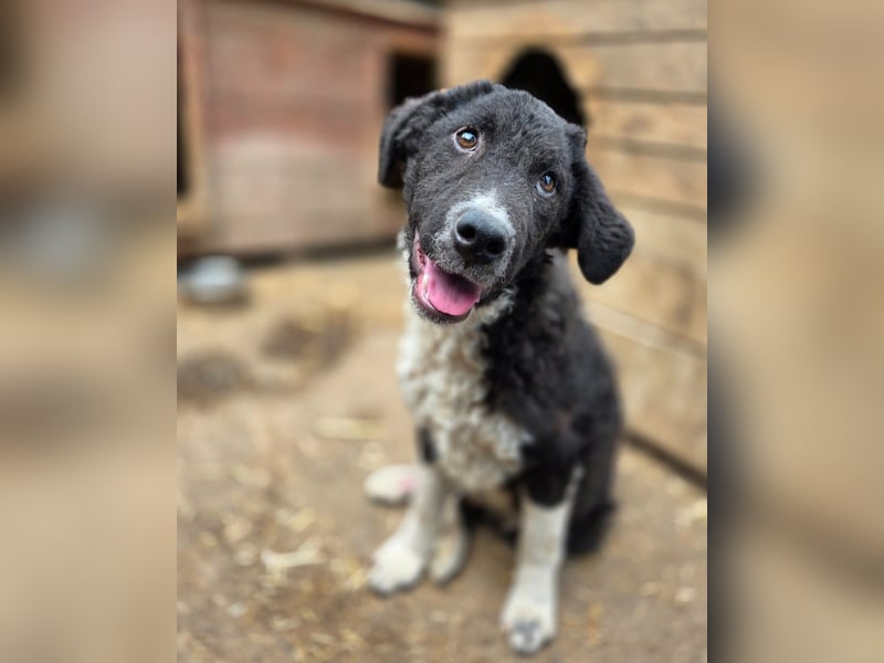 Doc, Bub, 6 Monate, groß werdend, aufgeschlossen, verspielt, aktiv, lernfreudig