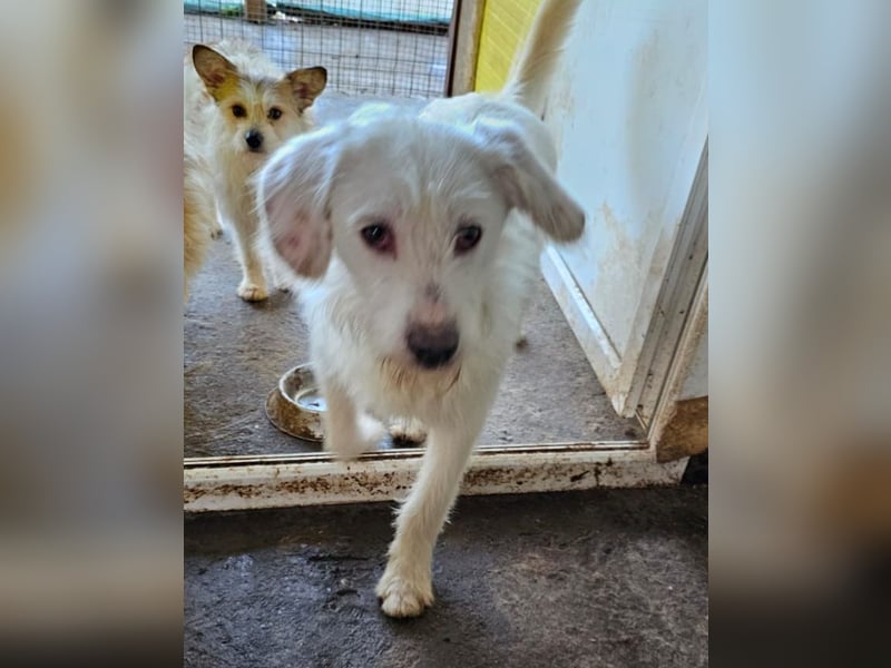 Gipsy, 2-jähriger Bub, verspielt , sozial