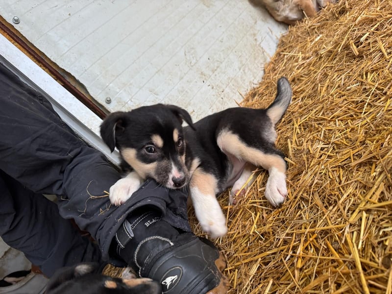 Sina, 9 Monate. Mädel, evt. kniehoch werden, Welpen typisch verspielt, fröhlich