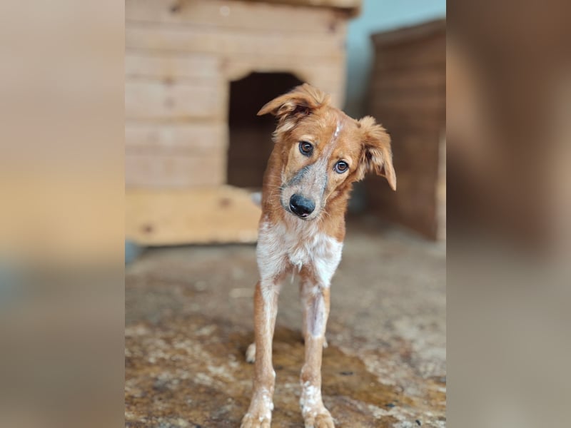 Gisele, Hündin, *ca. 14.01.2025, ca. mittelgroß, (noch) unsicher, neugierig, sensibel