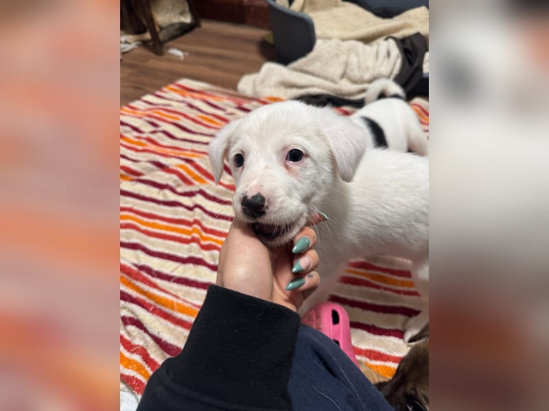 Ines, Mädel ,3 Monate, aktuelle Große bitte abfragen