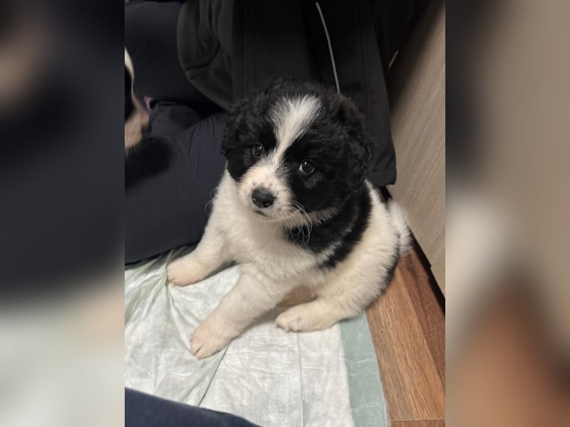 Ismael, Bub,  3 Monate, aktuelle Größe nachfragen