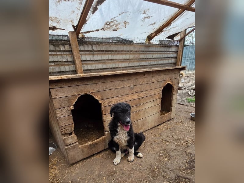 Daniel, 6-monatiger Bub, groß werdend, verspielt, aktiv, offen, neugierig