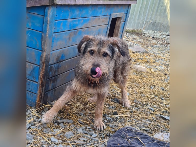 Struppi, Rüde, *ca. 20.05.2018, SH ca. mittelgroß – groß, ängstlich, vorsichtig, lieb