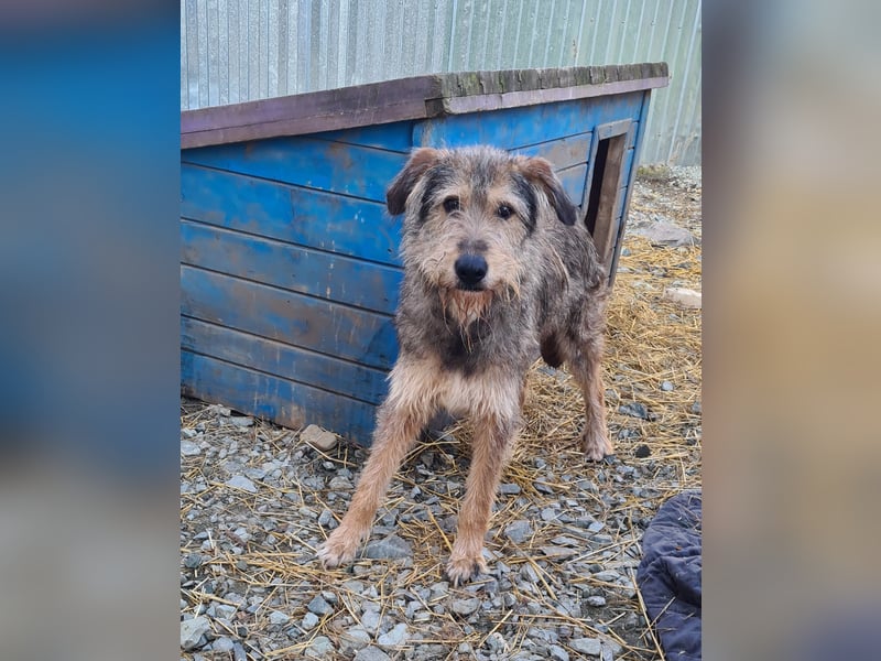 Struppi, Rüde, *ca. 20.05.2018, SH ca. mittelgroß – groß, ängstlich, vorsichtig, lieb