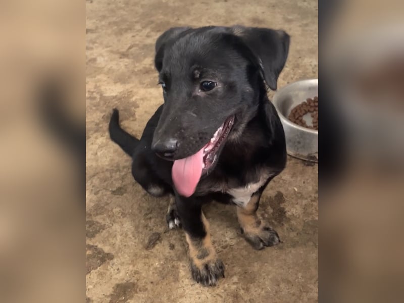 Janis, 1J,2m alter Bub, wahrscheinlich klein bis mittelgroß, offen, zugänglich, verschmust, verspiel