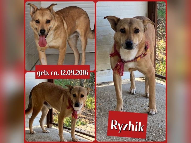 Ryzhik , ca 8 Jahre, aus dem Ukrainekrieg gerettet, SH ca. 53 cm, schüchtern, neugierig, schreckhaf