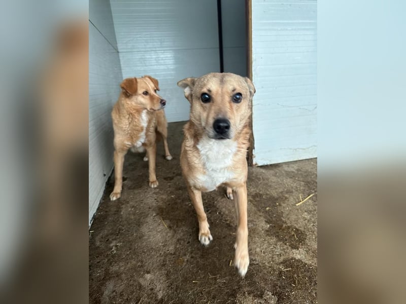 Ryzhik , ca 8 Jahre, aus dem Ukrainekrieg gerettet, SH ca. 53 cm, schüchtern, neugierig, schreckhaf