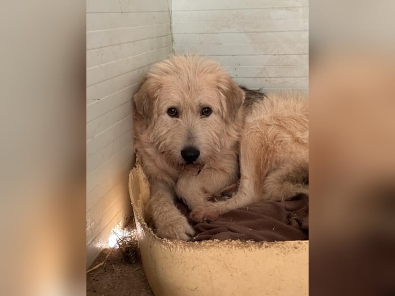 Rusty,  4jähriger Rüde, ängstlich, ruhig, vorsichtig, sozial, groß