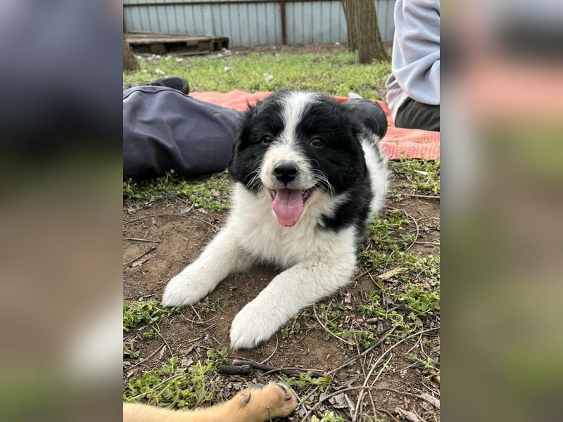 Ismael, Bub,  3 Monate, aktuelle Größe nachfragen