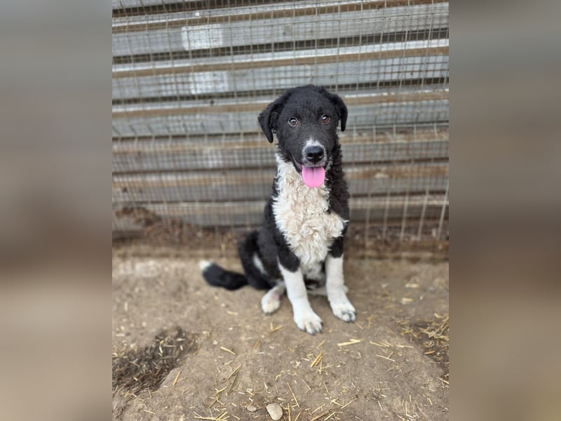 Doc, Bub, 6 Monate, groß werdend, aufgeschlossen, verspielt, aktiv, lernfreudig