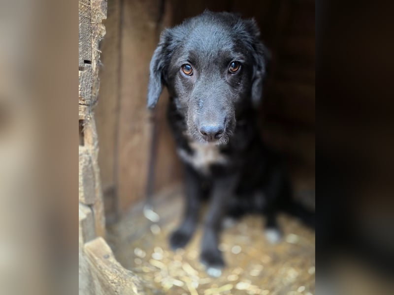 Dotty, 8m,  Mädel, groß werden, freundlich, anfangs schüchtern, neugierig, sozial