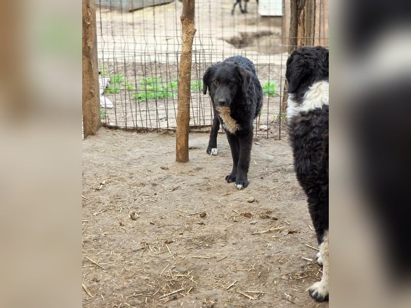 Dotty, 8m,  Mädel, groß werden, freundlich, anfangs schüchtern, neugierig, sozial